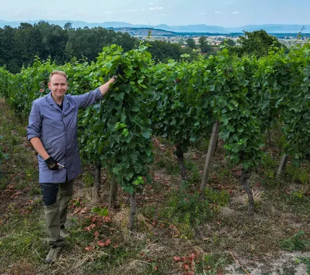 Man sieht Stephan Klotz, wie er in den Reben in Endingen am Kaiserstuhl arbeitet.