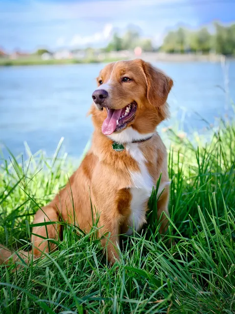 Hund Yoshi im hohen grünen Gras, im Hintergrund ein See